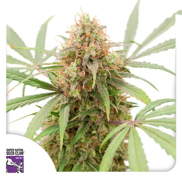 Auto AK Triple Haze - Image 3