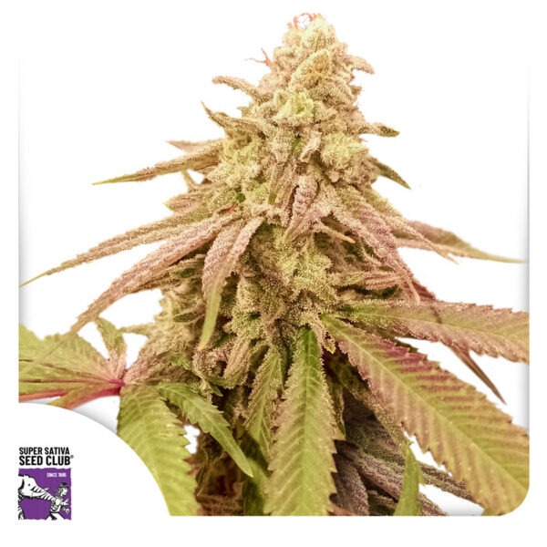 Auto Purple OG Punch - Image 2