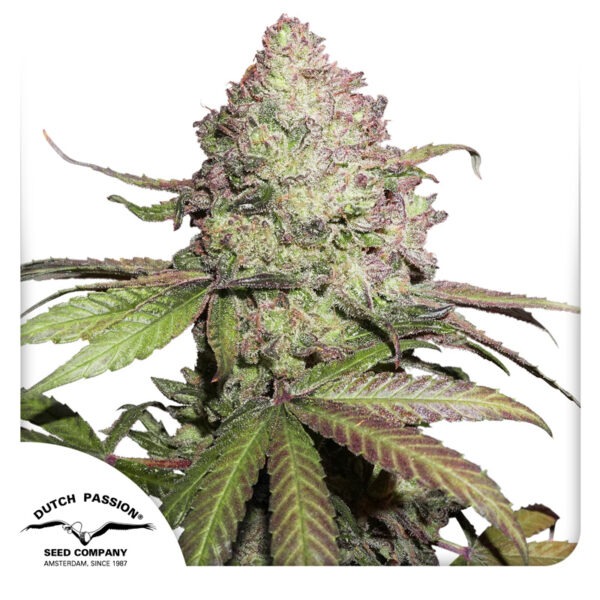 CBD AUTO CHARLOTTE´S ANGEL