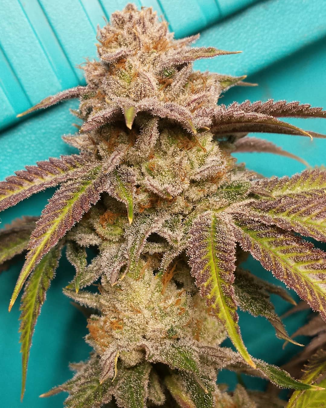 San Fernando Valley OG - Imagem 2