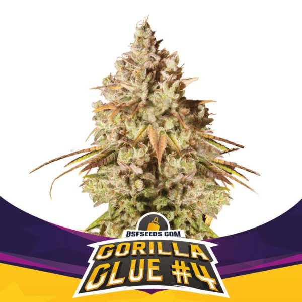 Gorilla Kingdom Glue #4 - Imagem 3