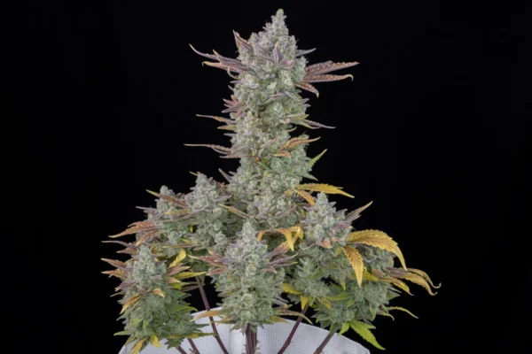 Gorilla Cookies Faster Flowering - Image 2