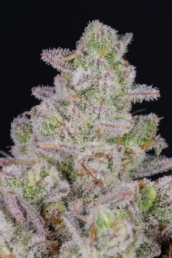 Gorilla Cookies Faster Flowering - Image 4