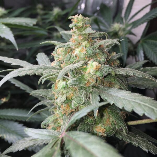 Green Crack Auto - Image 3