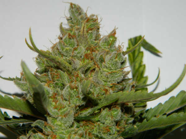 Green Crack Auto - Image 2