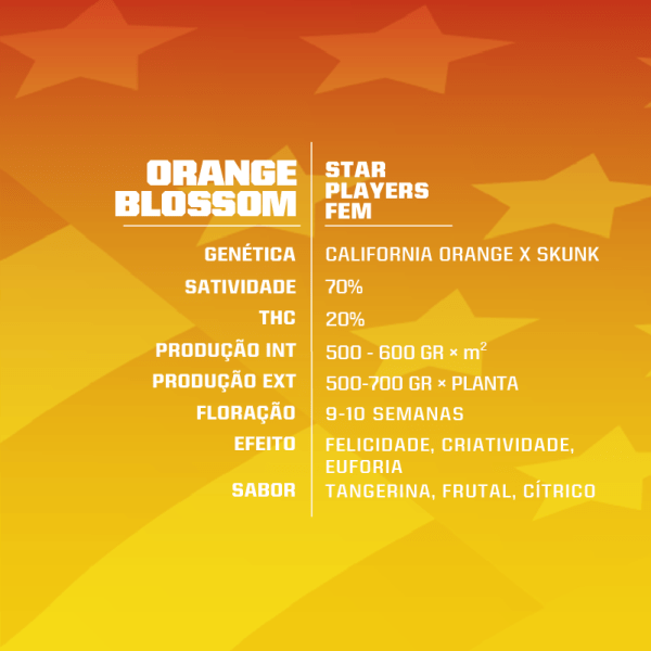 Orange Blossom