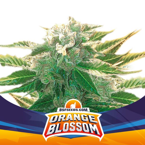 Orange Blossom