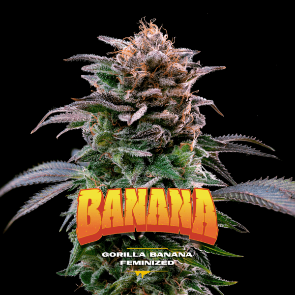 Gorilla Banana