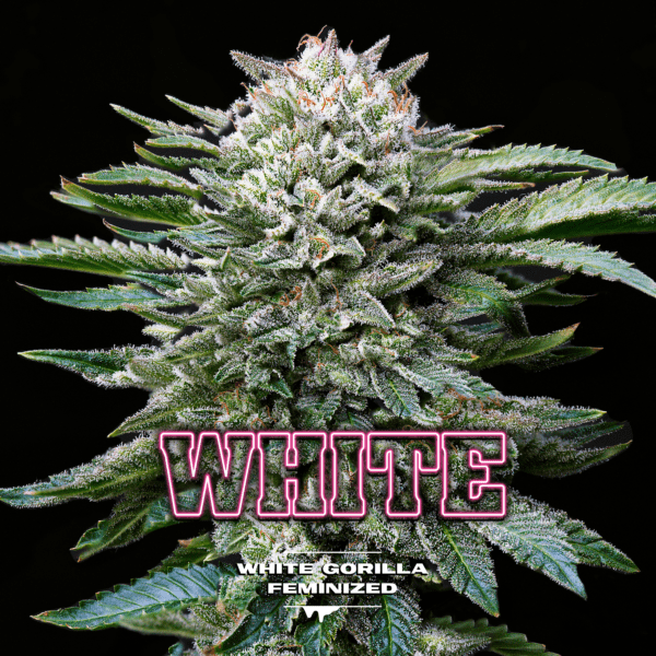 Gorilla White