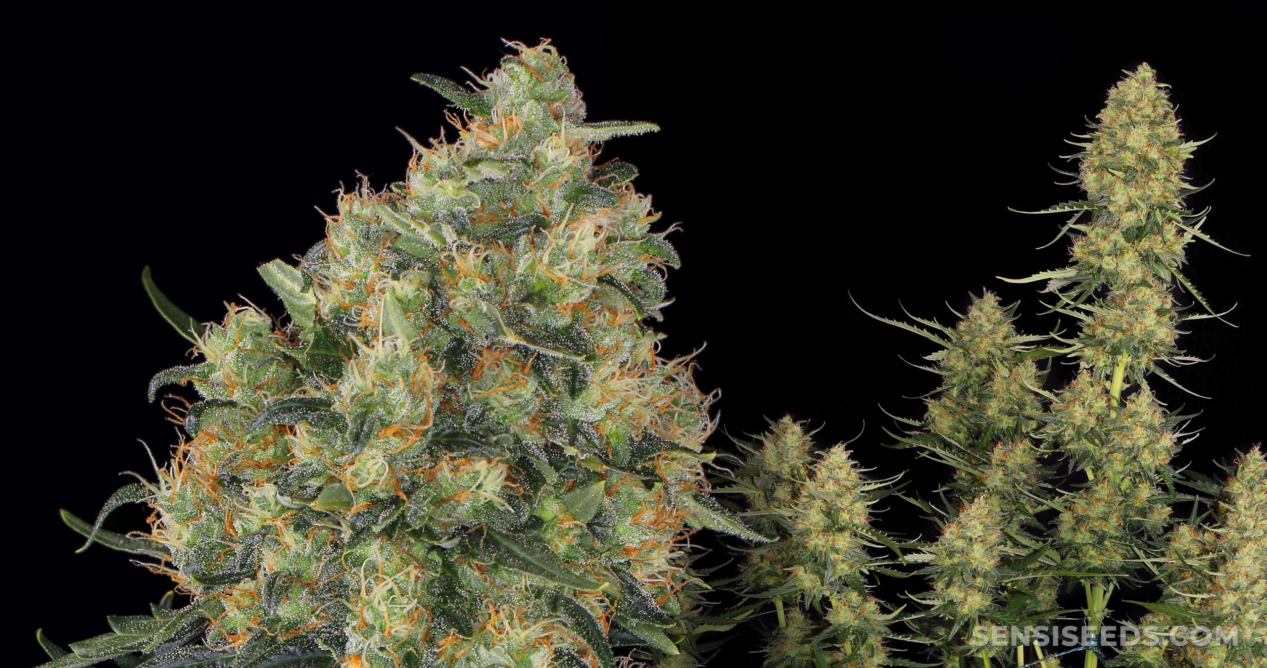 Super Skunk - Imagem 3