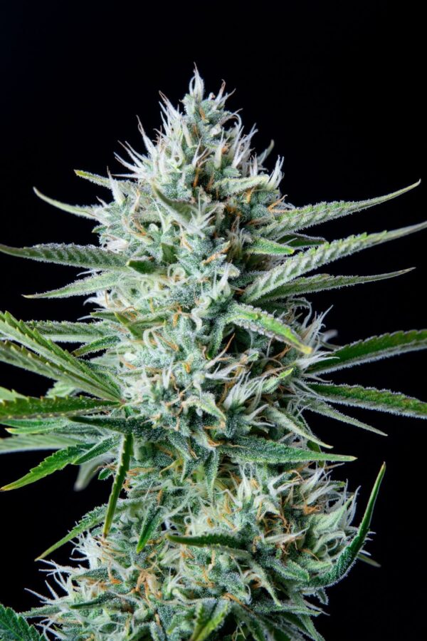 White Widow Auto - Image 4