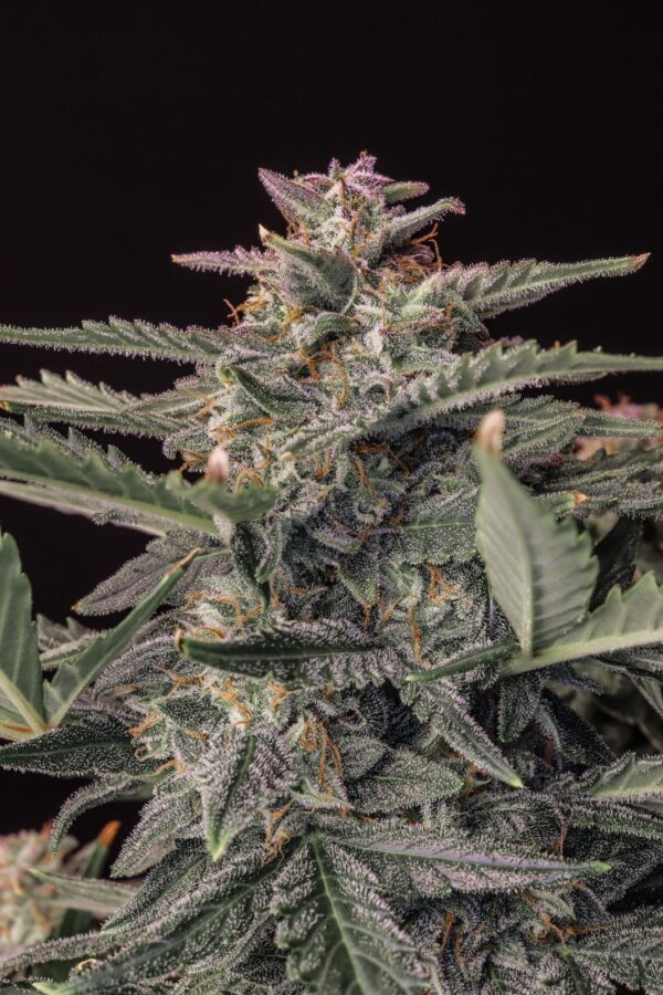 White Widow Auto - Image 3