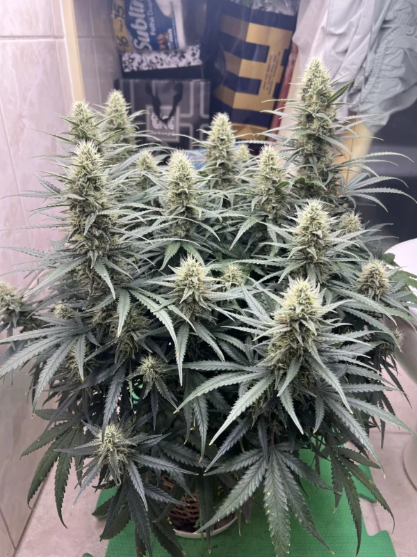 White Widow Auto - Image 2