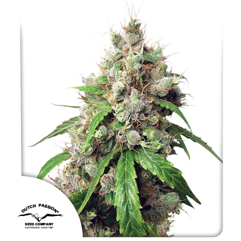 Auto Euforia - Imagem 3