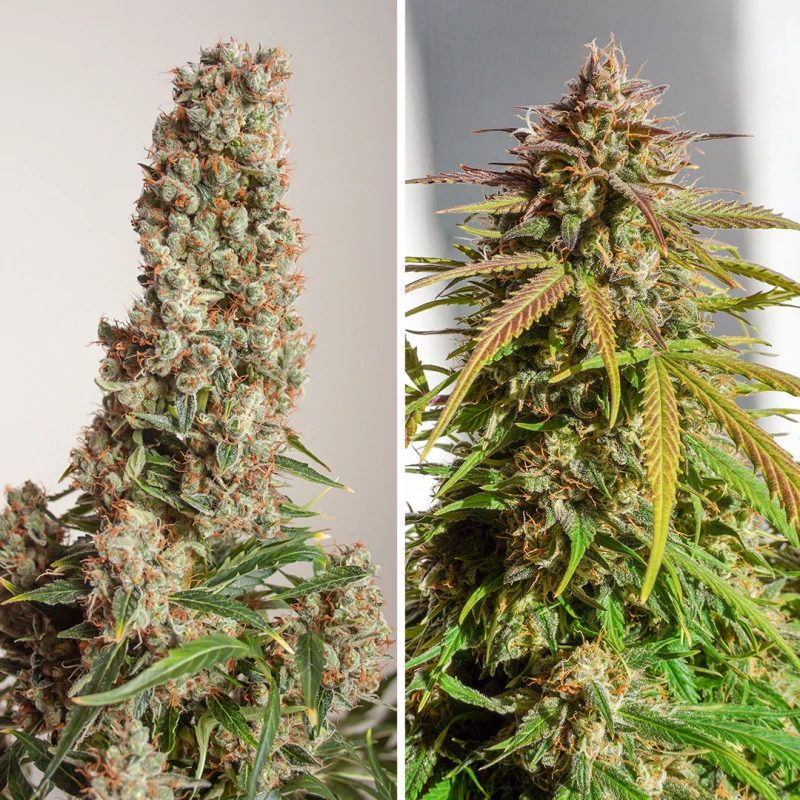 Auto Orange Bud - Imagem 3