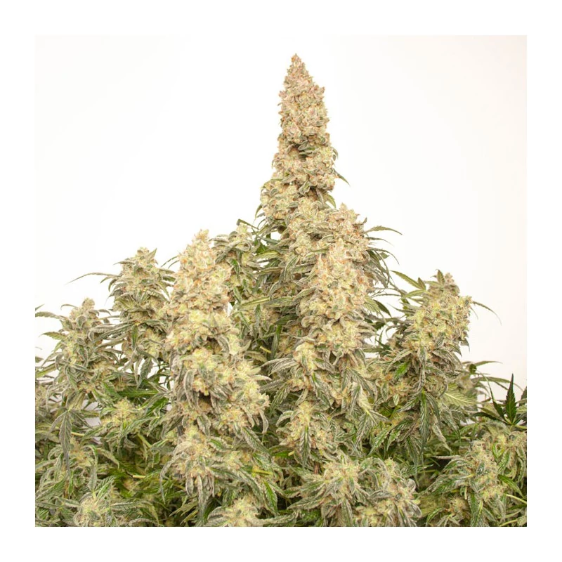 Auto Orange Bud - Imagem 2