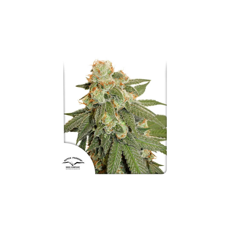 Auto Orange Bud - Imagem 4