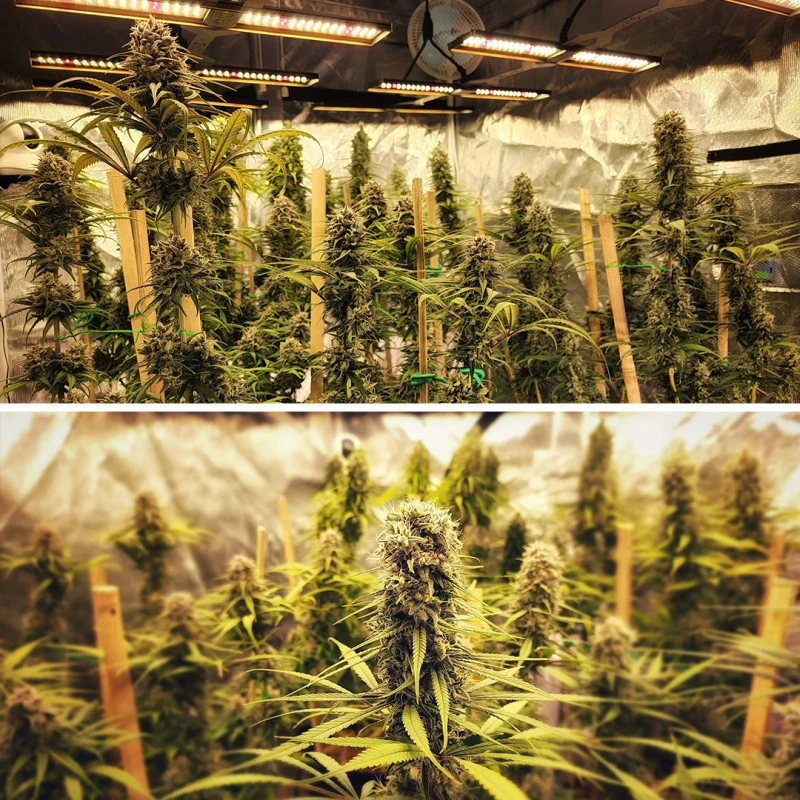 Strawberry Cough - Imagem 2