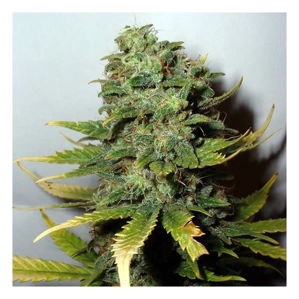 Super Skunk - Imagem 2