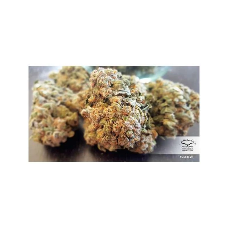 Auto Think Big - Imagem 3