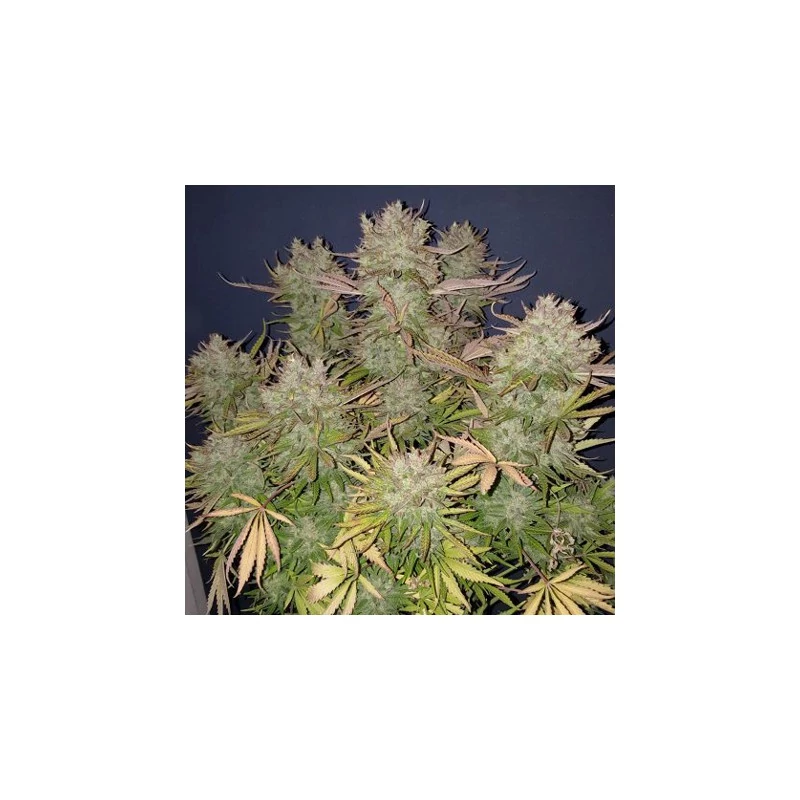 Auto Think Big - Imagem 2